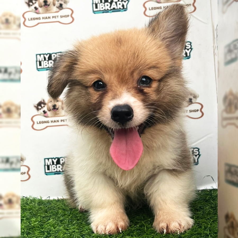 Welsh Corgi Puppy (Male) For Sale