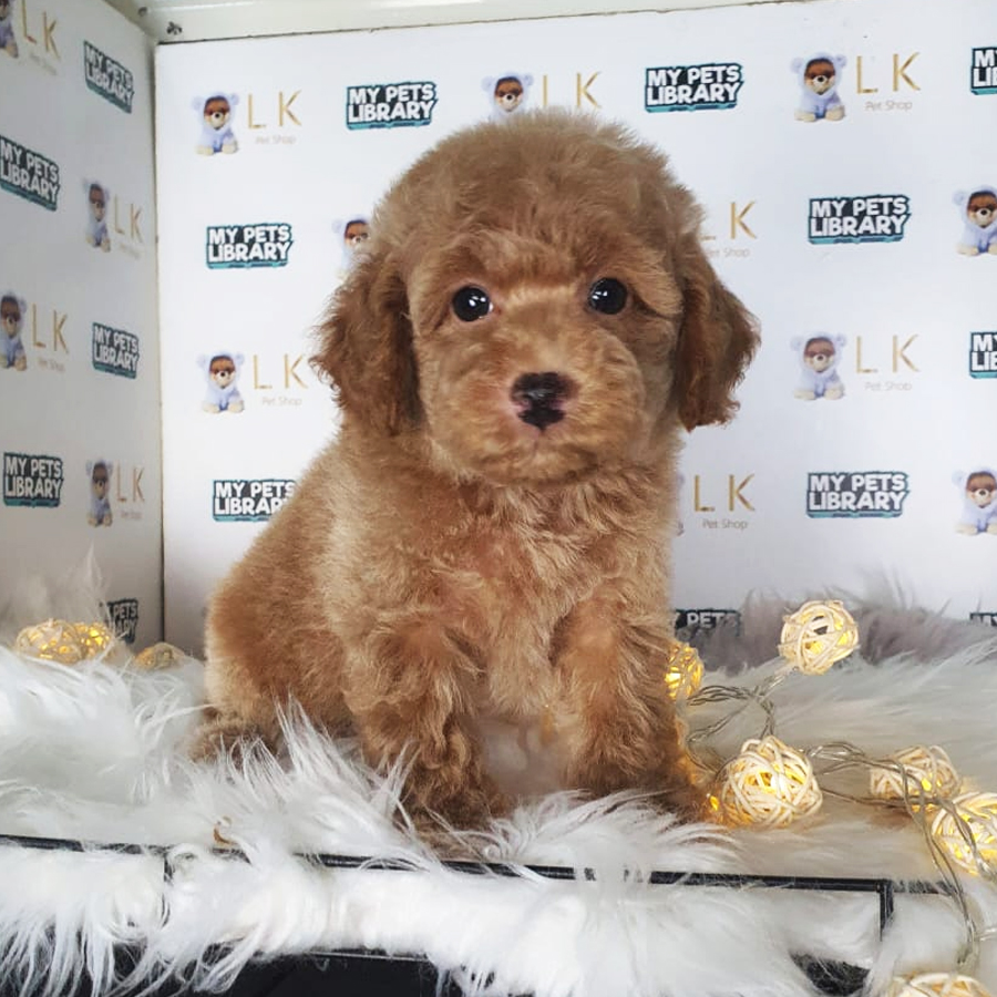 Toy Poodle Puppy (Male) For Sale