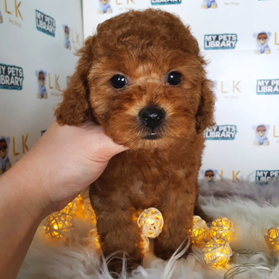Toy Poodle Puppy (Male) For Sale
