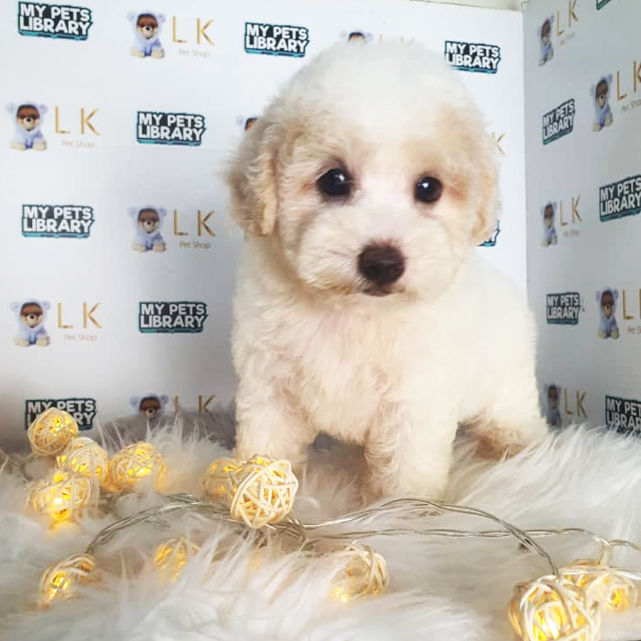 Toy Poodle Puppy (Female) For Sale