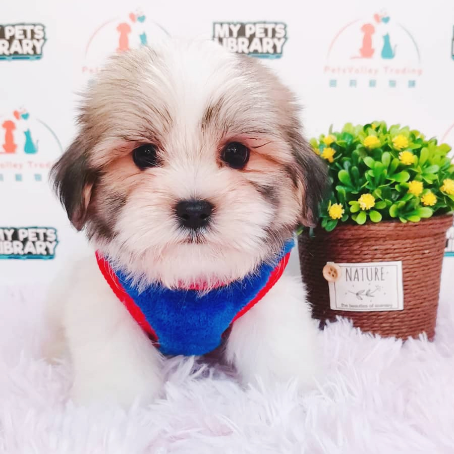 Shih Tzu Puppy (Male) For Sale
