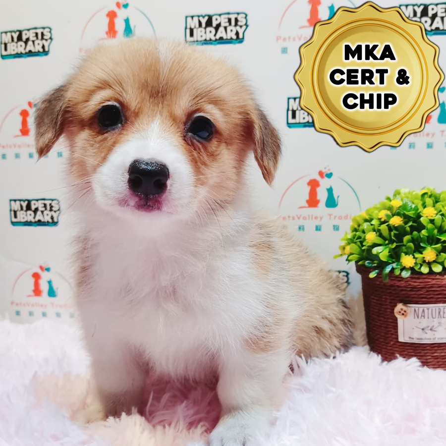 MKA Welsh Corgi Puppy (Female) For Sale