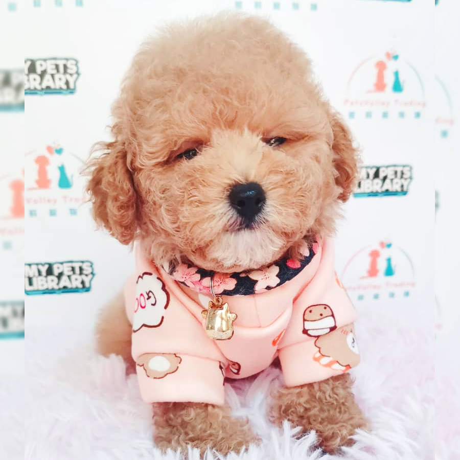 Toy Poodle Puppy (Male) For Sale