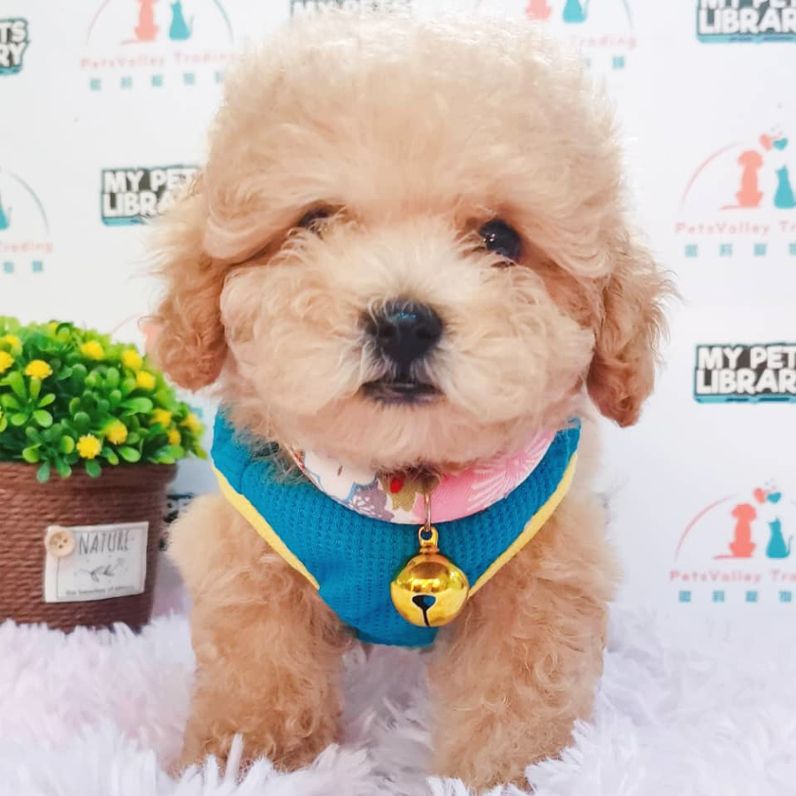Toy Poodle Puppy (Female) For Sale