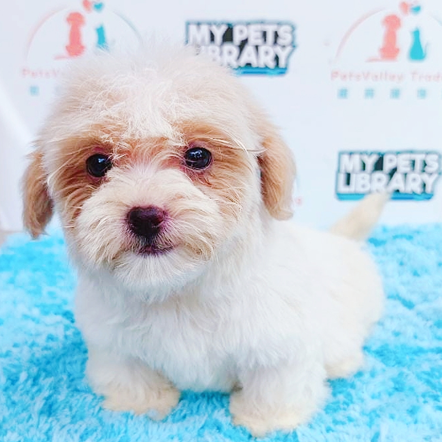 Maltipoo Puppy (Female) For Sale
