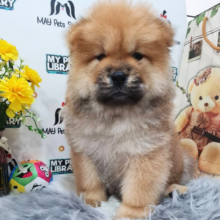 Chow Chow Puppy (Male) For Sale