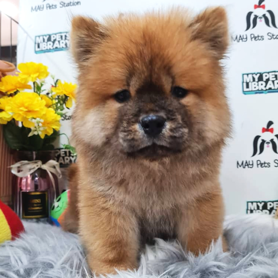 Chow Chow Puppy (Male) For Sale