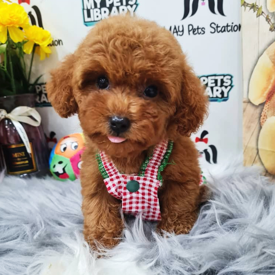 Toy Poodle Puppy (Female) For Sale