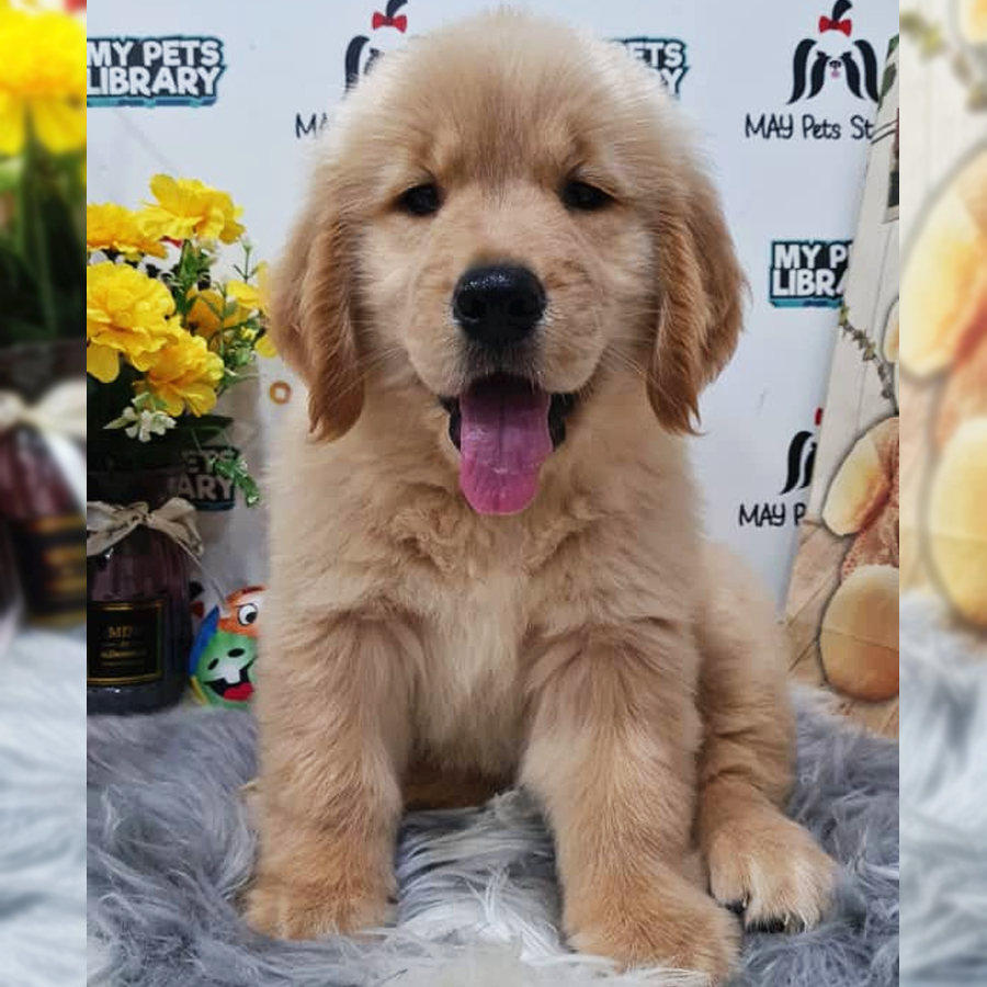 Golden Retriever Puppy (Female) For Sale