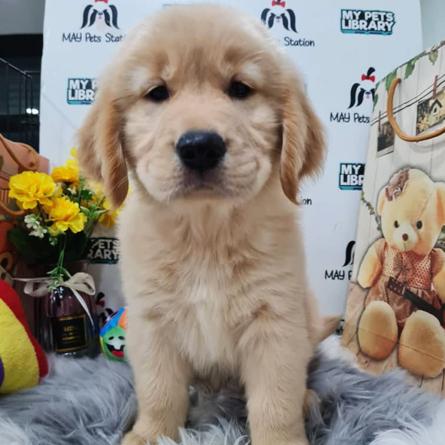 Golden Retriever Puppy (Female) For Sale