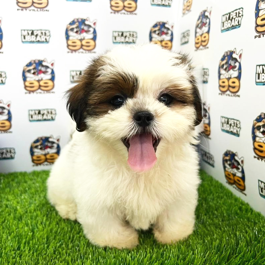 Shih Tzu Puppy (Female) For Sale