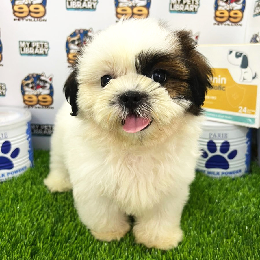 Shih Tzu Puppy (Male) For Sale