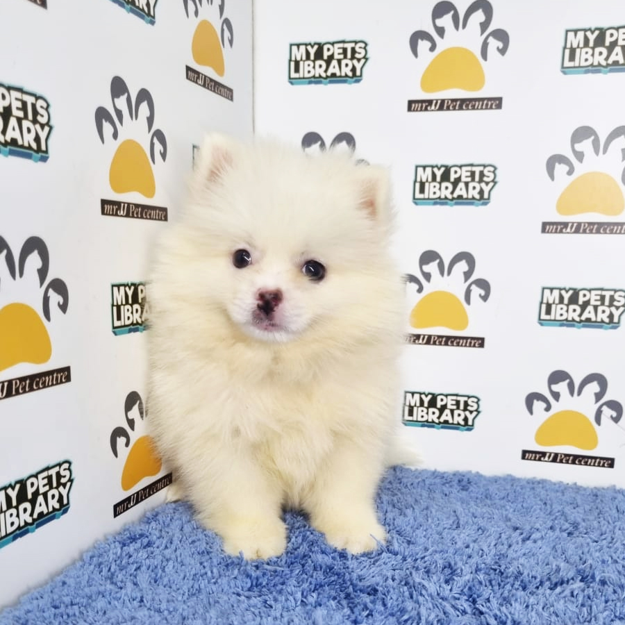 Pomeranian Puppy (Male) For Sale