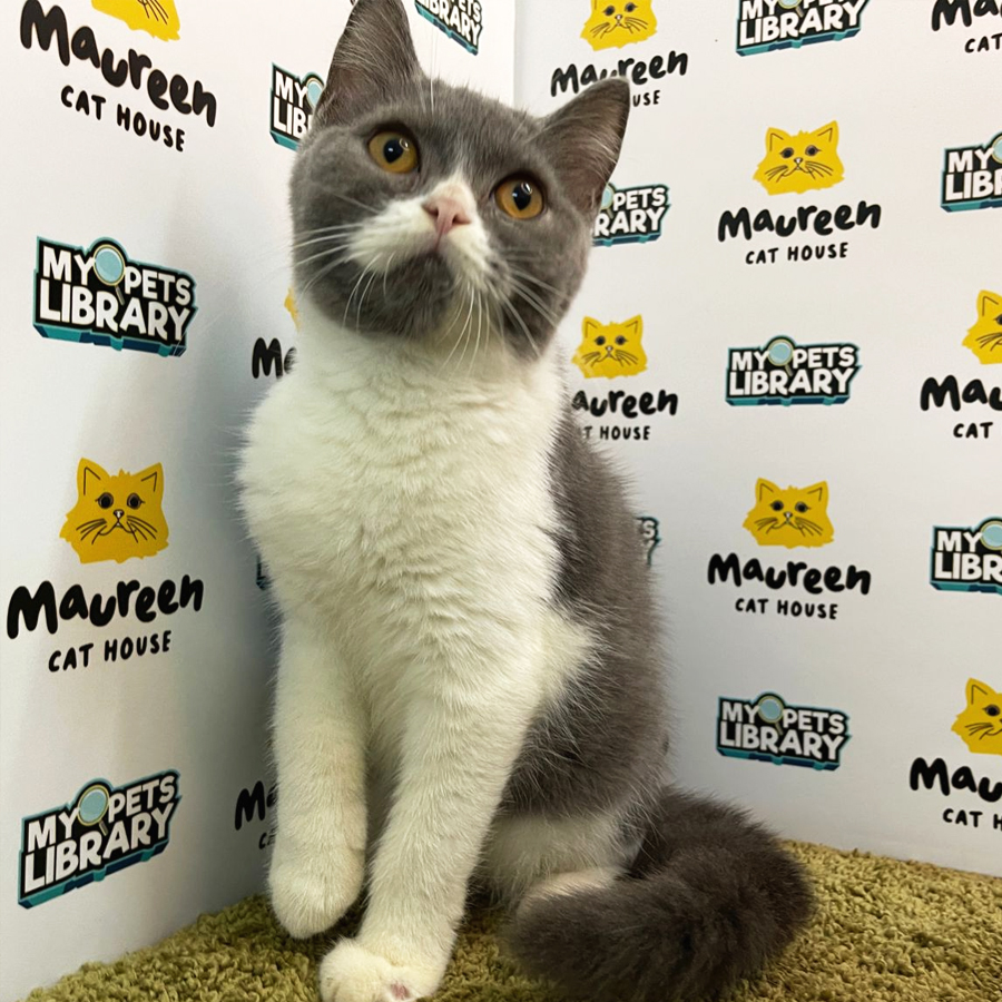 British Short Hair Kitten (Male) For Sale
