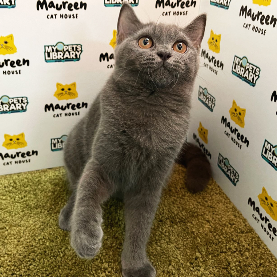 British Short Hair Kitten (Male) For Sale