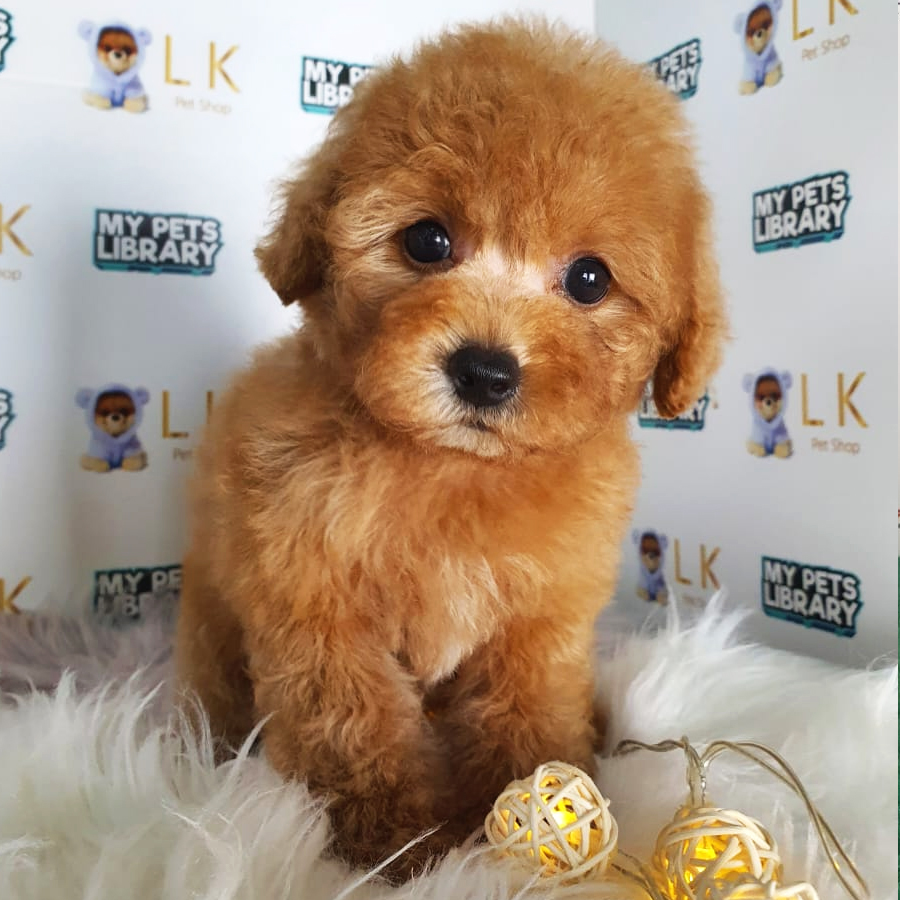 Toy Poodle Puppy (Female) For Sale