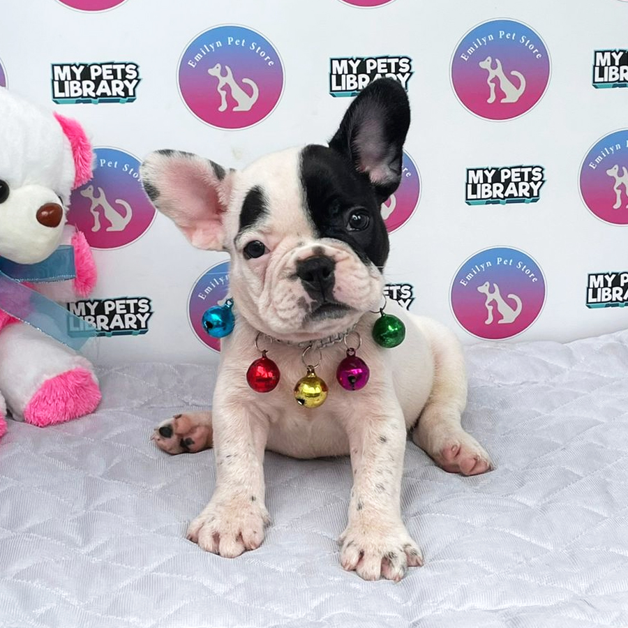 French Bulldog Puppy (Male) For Sale