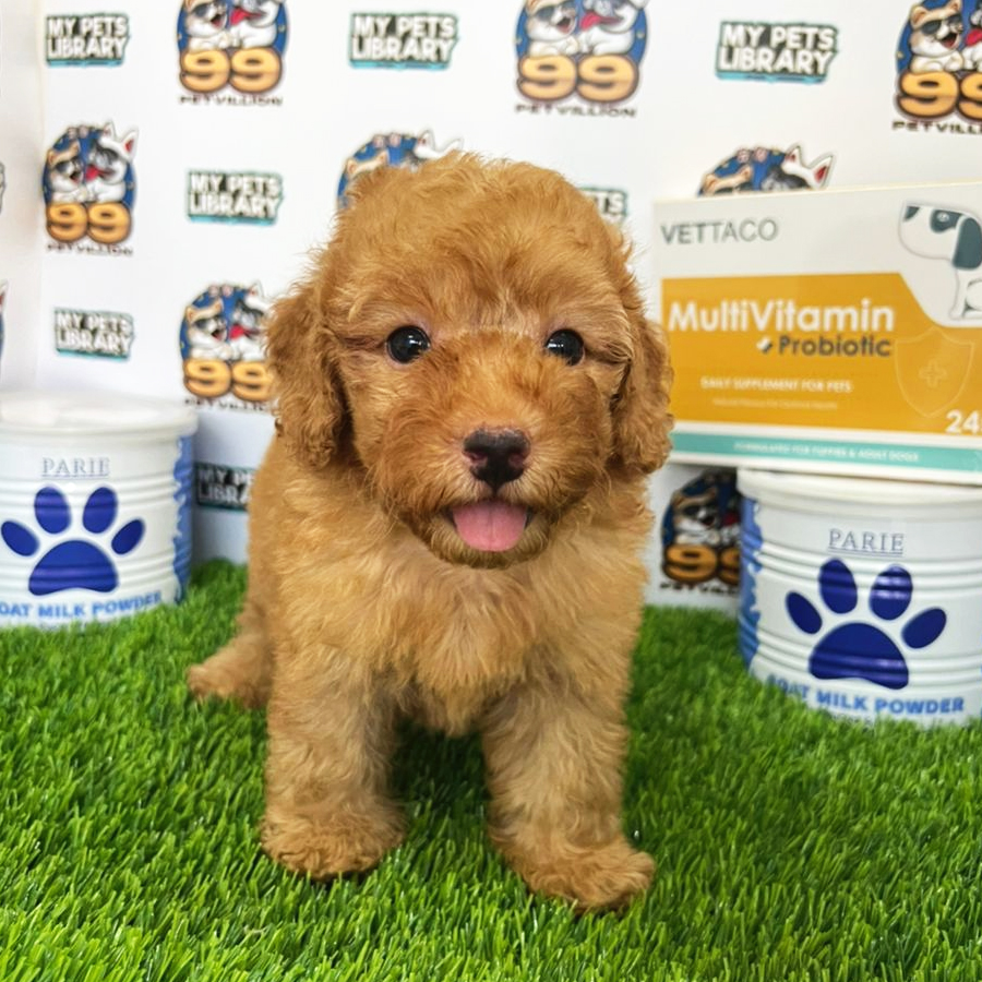 Toy Poodle Puppy (Male) For Sale