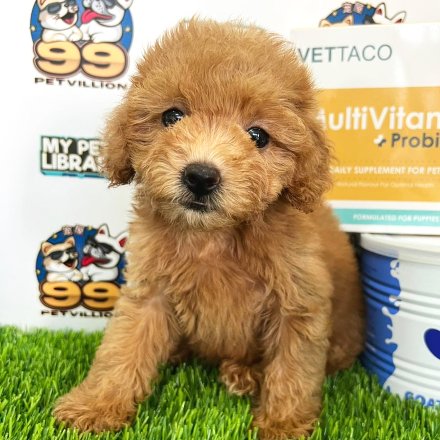 Toy Poodle Puppy (Female) For Sale
