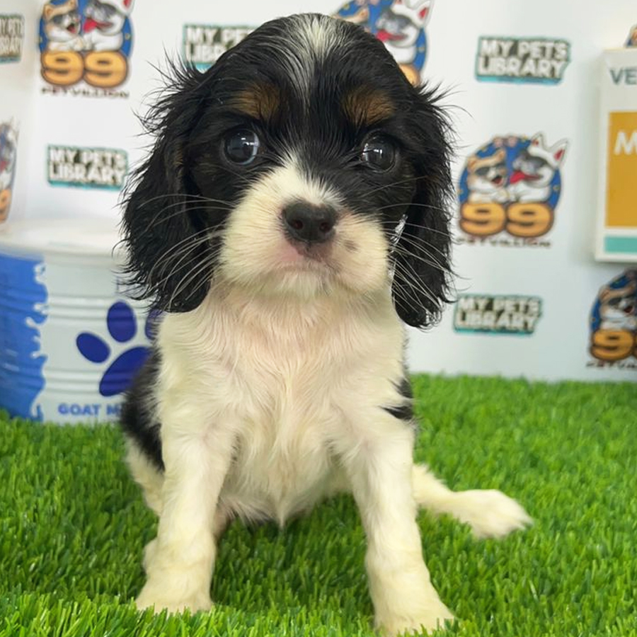 Cavalier King Charles Spaniel Puppy (Female) For Sale
