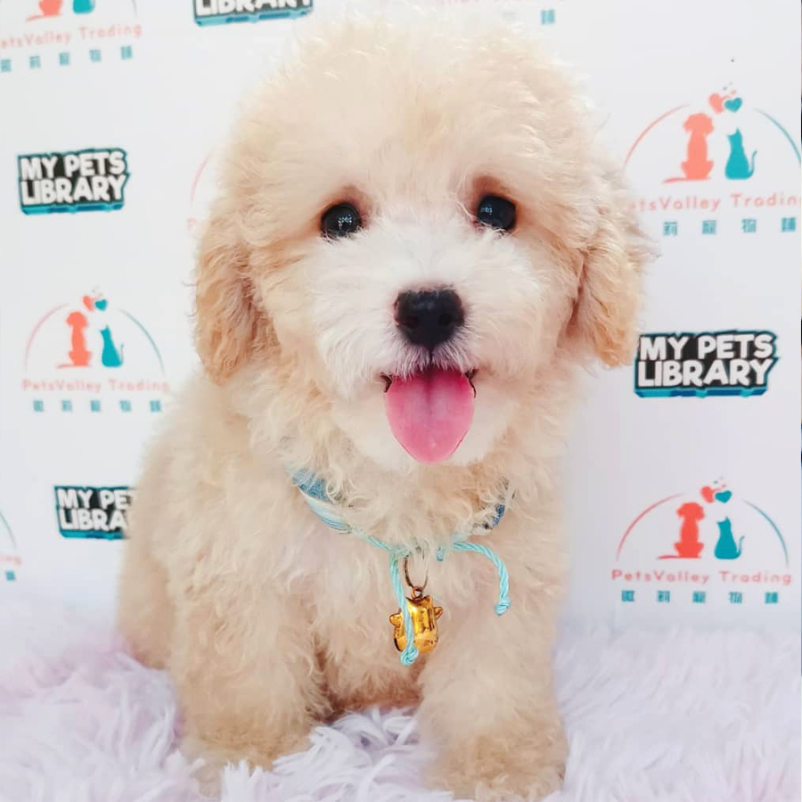 Toy Poodle Puppy (Male) For Sale