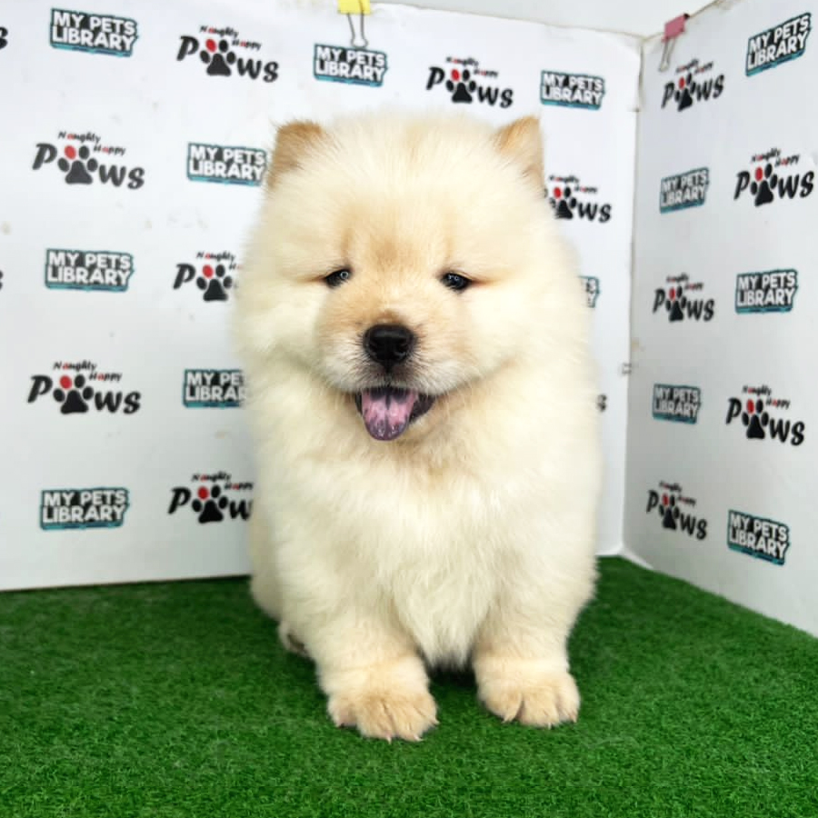 Chow Chow Puppy (Female) For Sale