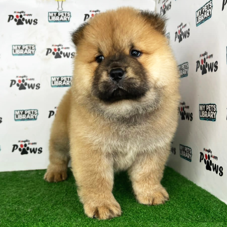 Chow Chow Puppy (Female) For Sale