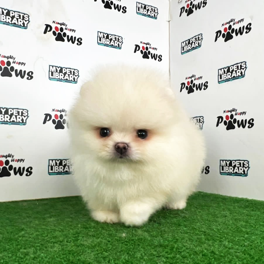 Pomeranian Puppy (Male) For Sale