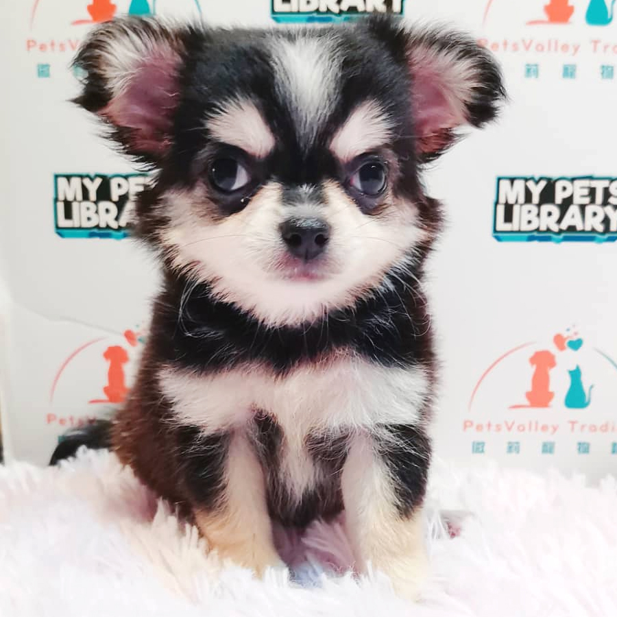 Long Hair Chihuahua Puppy (Female) For Sale