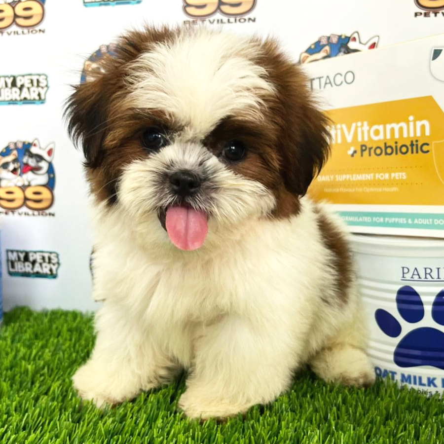 Shih Tzu Puppy (Male) For Sale