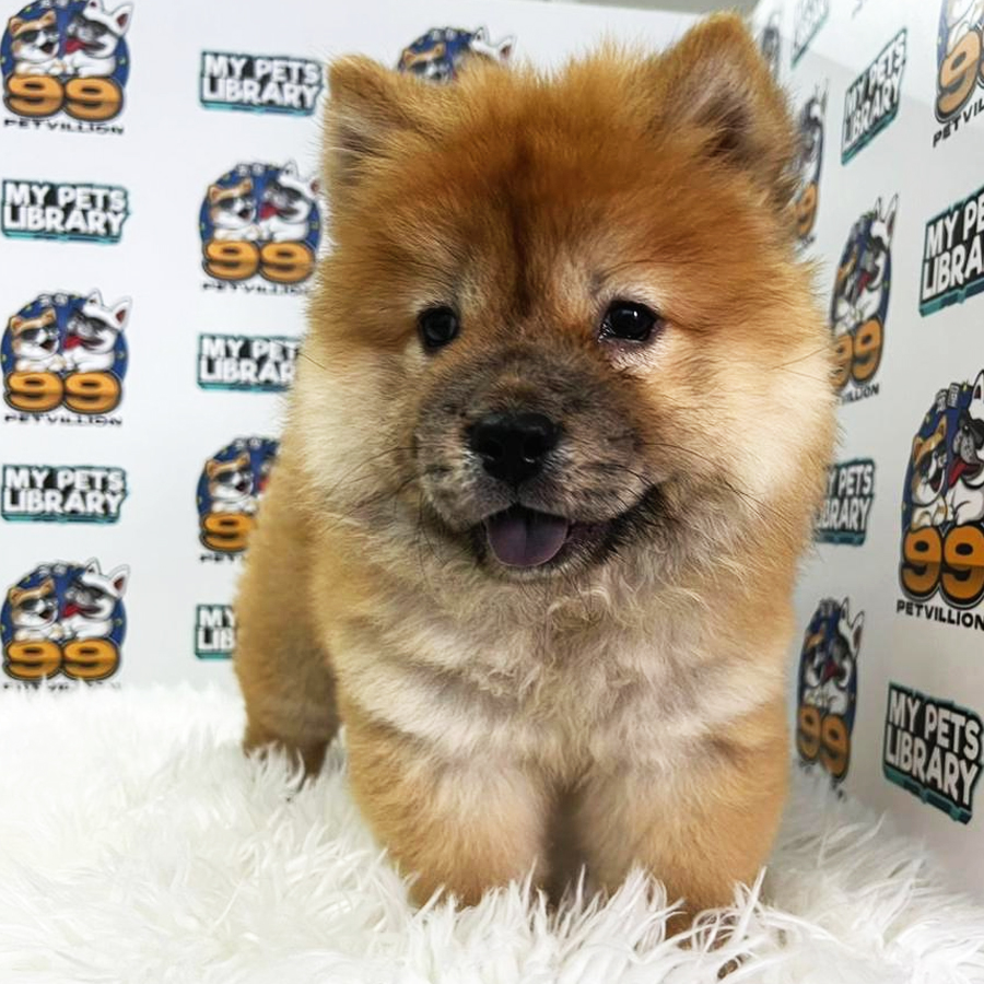 Chow Chow Puppy (Female) For Sale