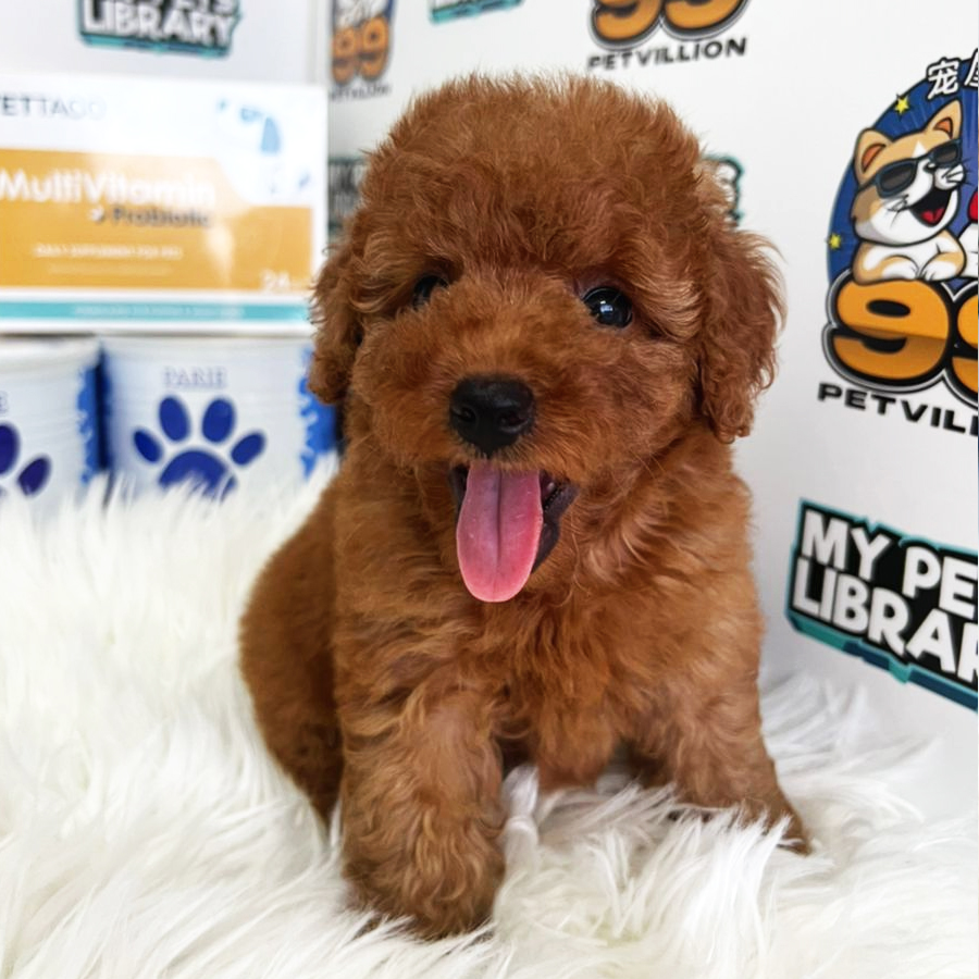 Toy Poodle Puppy (Male) For Sale