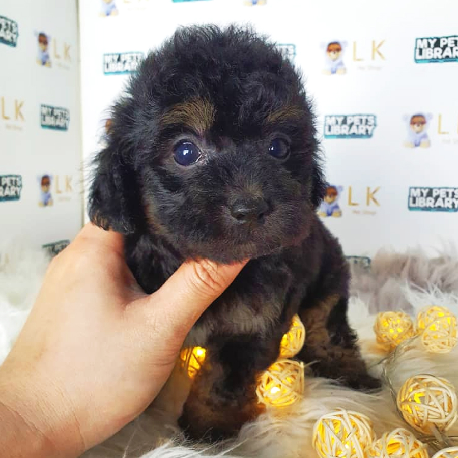 Toy Poodle Puppy (Male) For Sale
