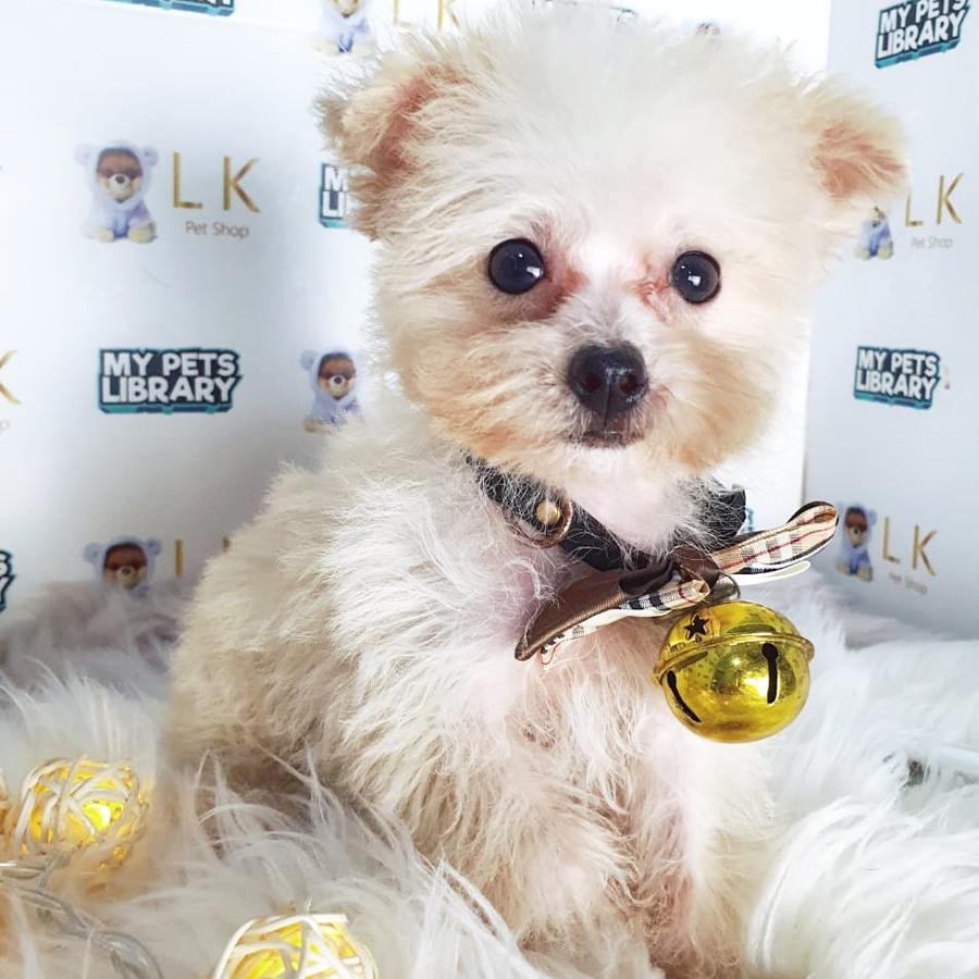 Maltipoo Puppy (Female) For Sale