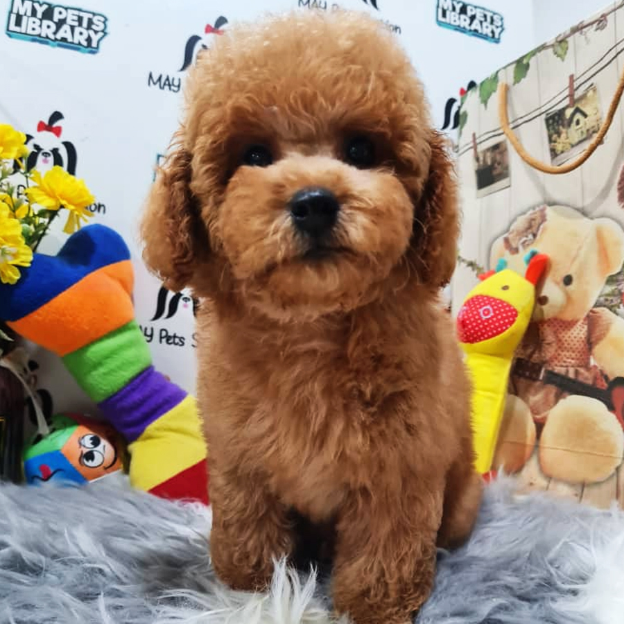 Toy Poodle Puppy (Female) For Sale
