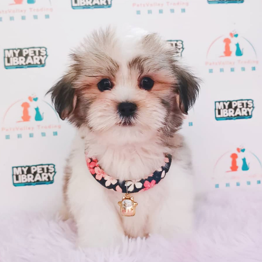 Shih Tzu Puppy (Male) For Sale