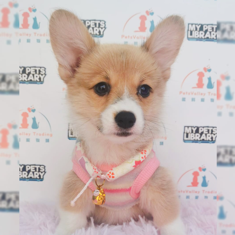 Welsh Corgi Puppy (Female) For Sale