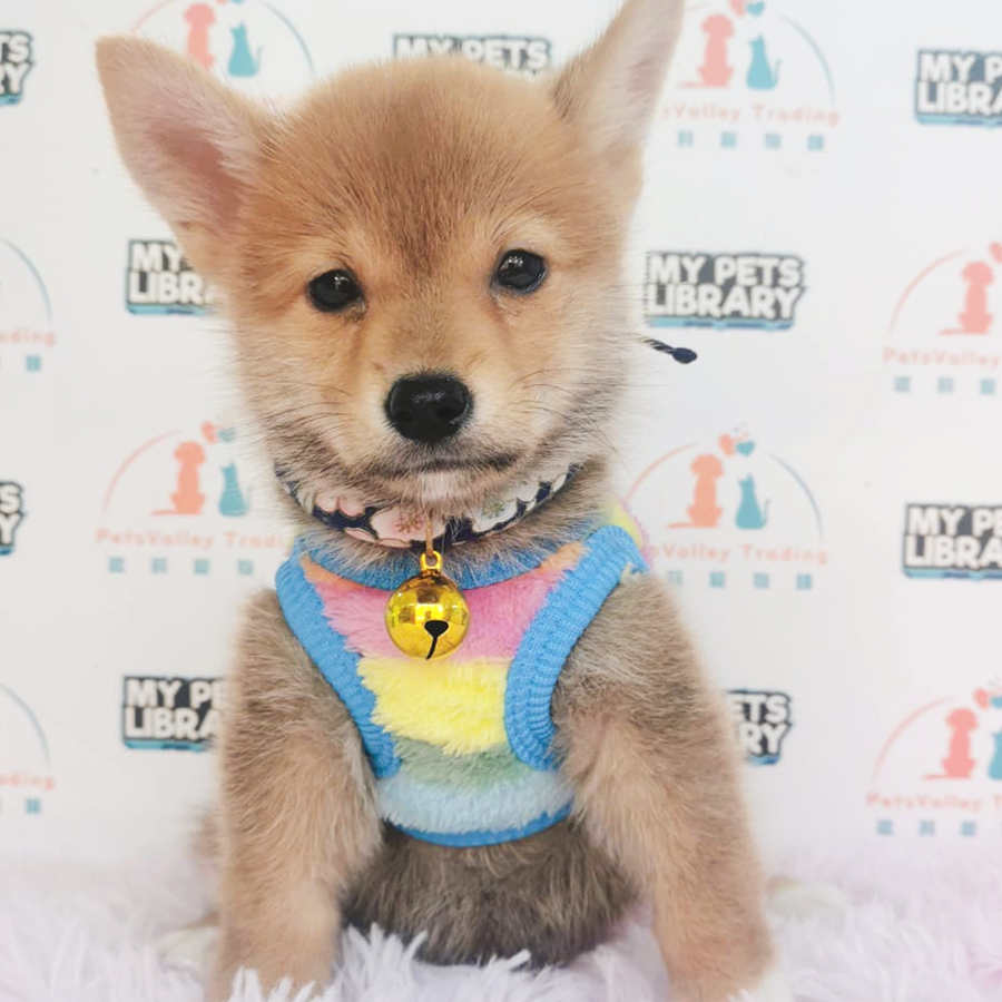 Shiba Inu Puppy (Male) For Sale