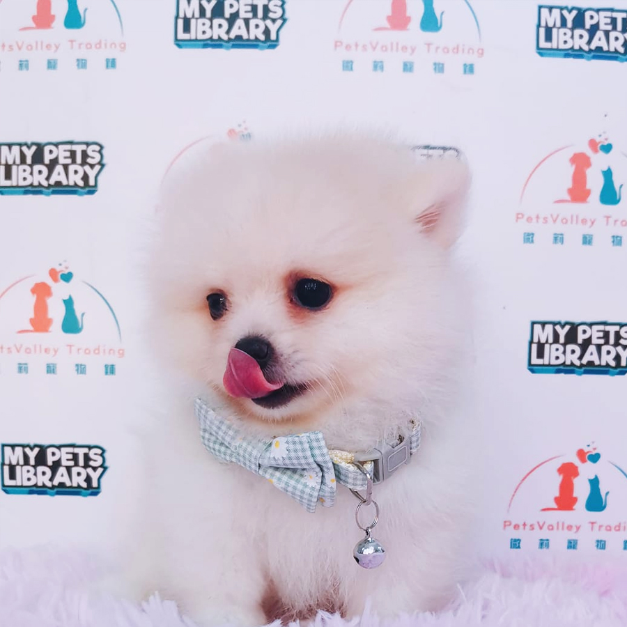 Pomeranian Puppy (Male) For Sale