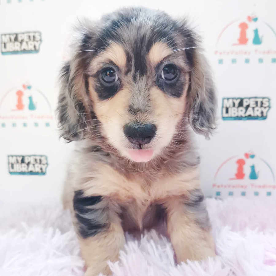 Long Hair Dachshund Puppy (Male) For Sale