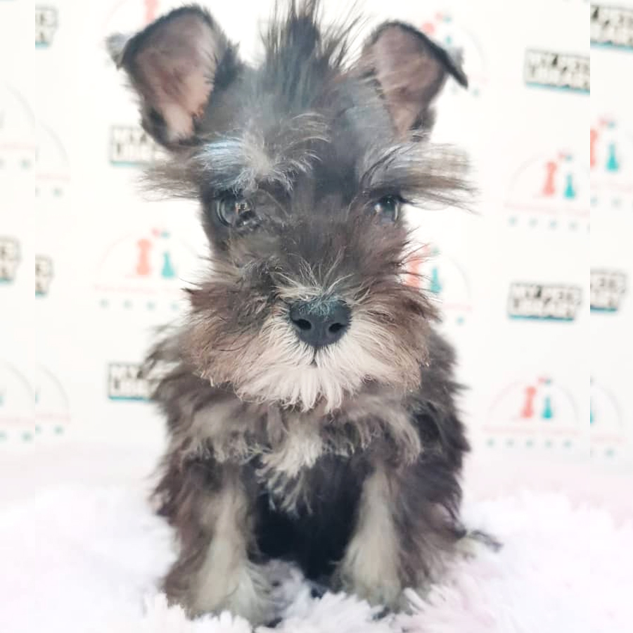 Mini Schnauzer Puppy (Male) For Sale
