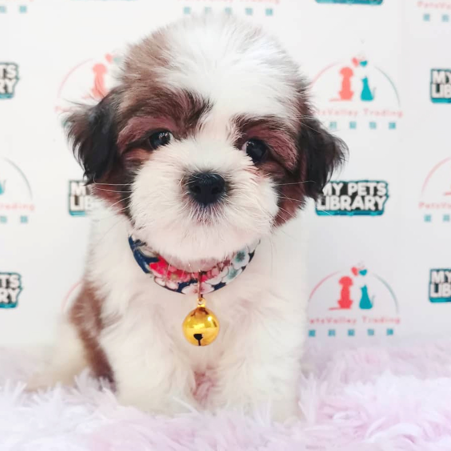 Shih Tzu Puppy (Male) For Sale