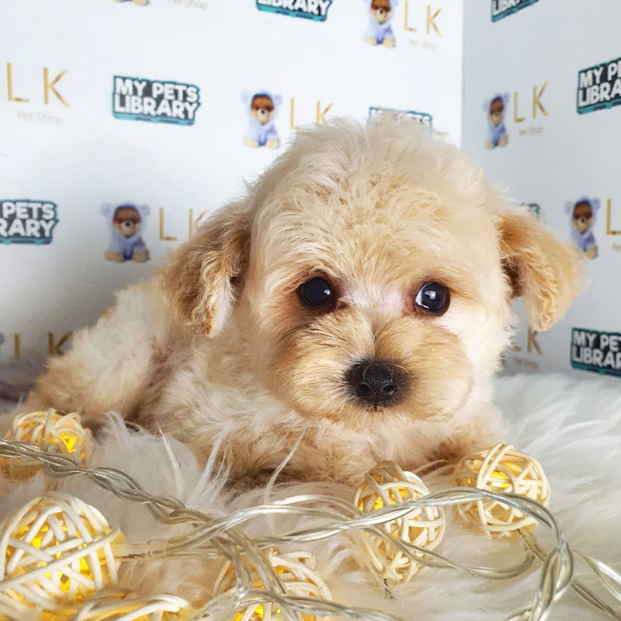 Toy Poodle Puppy (Male) For Sale