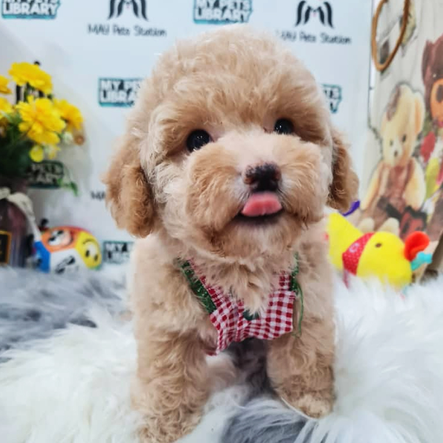 Toy Poodle Puppy (Female) For Sale