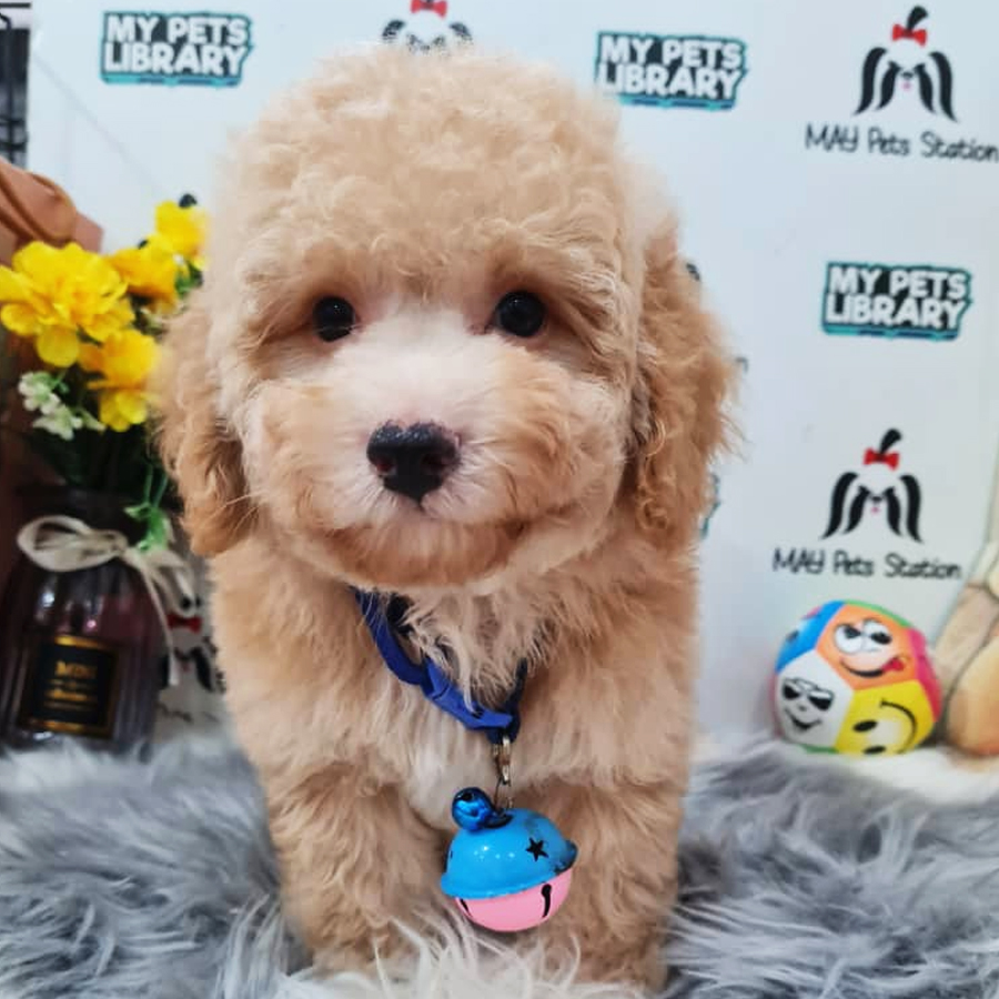 Toy Poodle Puppy (Male) For Sale