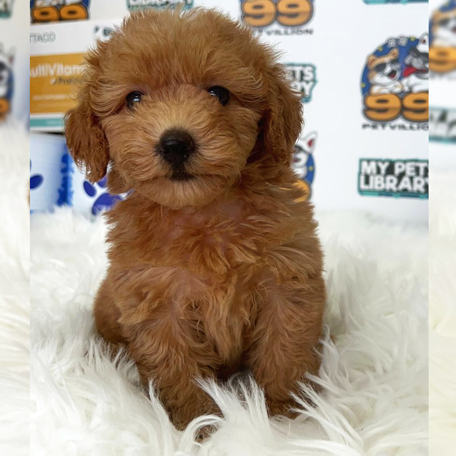 Toy Poodle Puppy (Female) For Sale