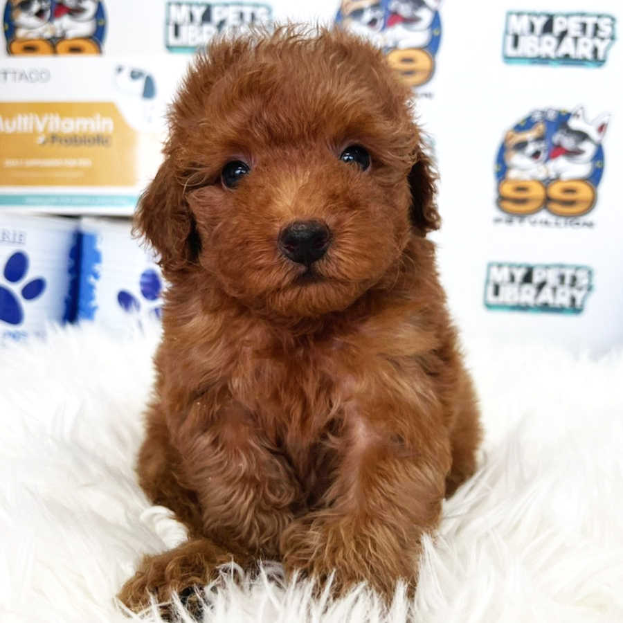 Toy Poodle Puppy (Male) For Sale