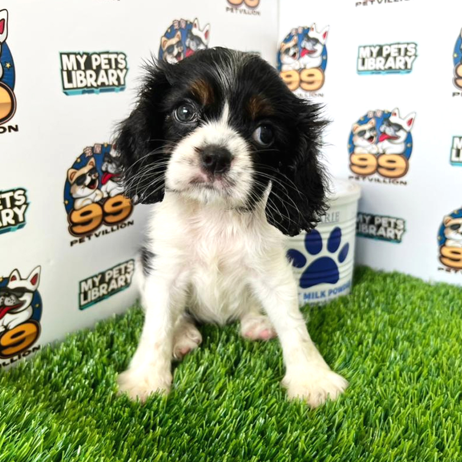 Cavalier King Charles Spaniel Puppy (Female) For Sale