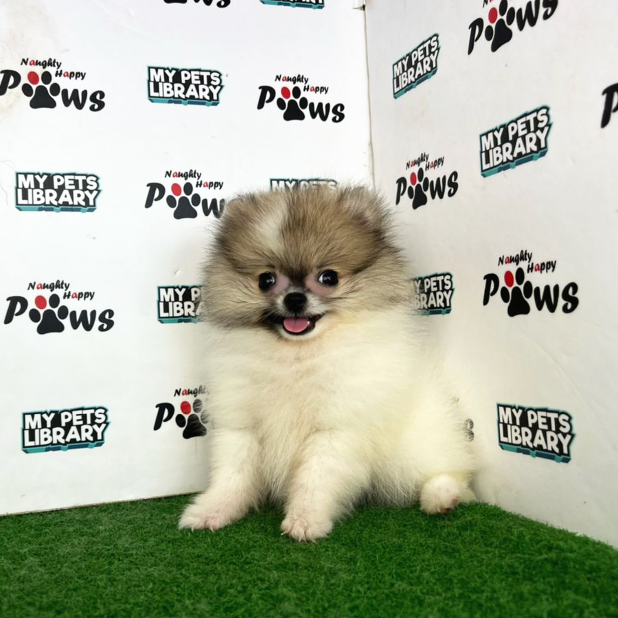 Pomeranian Puppy (Female) For Sale