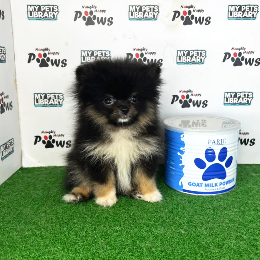 Pomeranian Puppy (Female) For Sale
